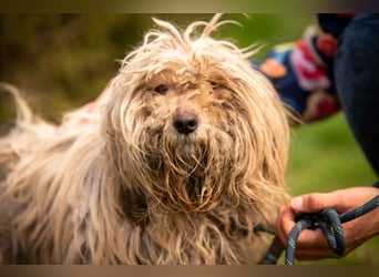 Happydog