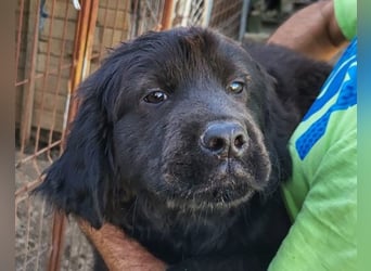 ARCHIE❤️ junger, kinderlieber Chow-Chow-Retriever-Mix-Rüde: perfekter Familienhund!