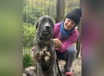 Jackpot - ein majestätischer Doggen-Mix sucht sein Königreich