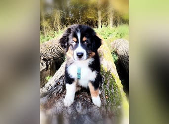 Reinrassige Australian Shepherd Welpen aus einer Spitzenverpaarung mit ASCA Papiere....