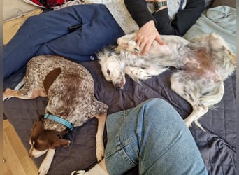 Kora – sensible Setter-Seele sucht liebevolles Zuhause!