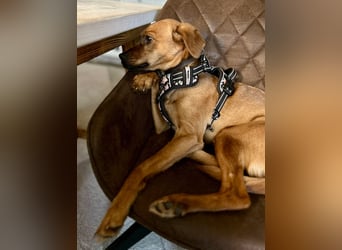 Zuhause voller Liebe für Lou gesucht