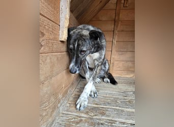 Flint - Hundeflüsterer gesucht
