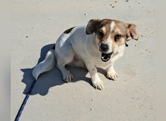Jack Russel Mix Hündin Moira möchte Rumänien schnell verlassen