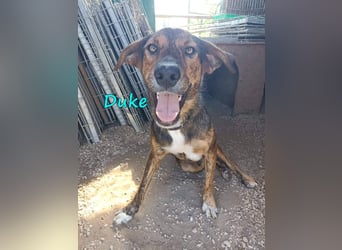 Duke 02/2021 (GRC) - dringend Pflegestelle oder Zuhause gesucht!