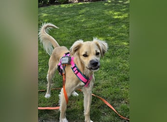 Toller Familienhund sucht ein Zuhause