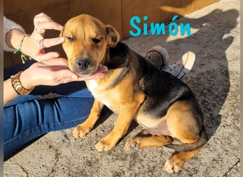 Simón 04/2024 (ESP Pflegestelle) - verschmuste und neugieriger, junger Bodeguero Mix!