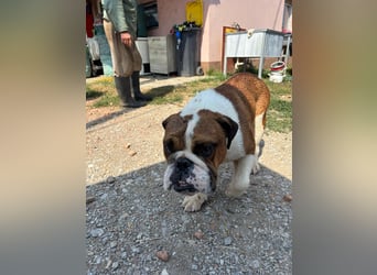 Orlando, gemütlicher Englische Bulldogge geb. 2025