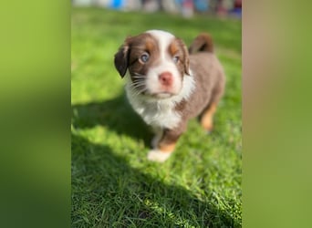 Mini Aussies-Mini Australian Shepherd Welpen