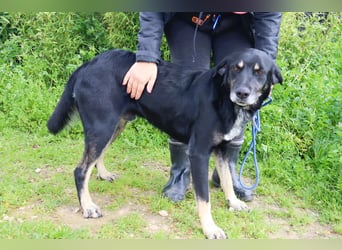 Tiago  - Schäferhund-Mix, lieb und verträglich