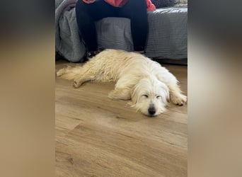 Lola, eine zauberhafte Hündin