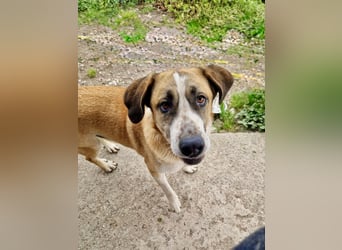 Ruhiger und gelassener Junghund WILLY (2 Jahre) sucht eine Familie