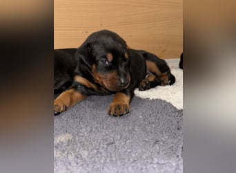 FCI Dobermann Welpe aus Championlinie – Nebula Nero di Angelo
