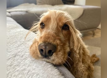 Charlotte - gelehrig und intelligent