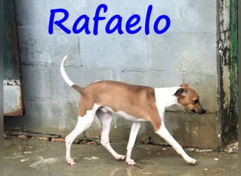 Rafaelo 08/2024 (ESP) - aufgeweckter, zuckersüßer Whippet Welpe!