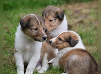 Colliewelpen aus über 40Jahren Zucht