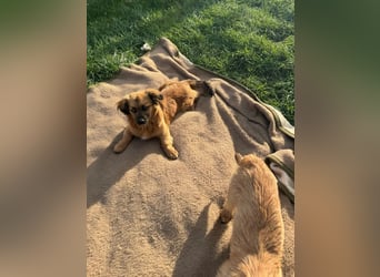 Brownie und Mirabell - verspieltes, freundliches, katzenverträgliches Doppel / noch in Rumänien