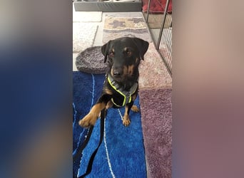 Günni - ein besonderer Hund sucht seine Menschen