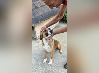 Rusty - aktiv und menschenbezogen