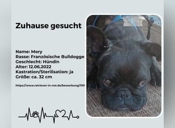Zuhause gesucht für unsere Mory – kleine Bulldoggen-Prinzessin mit großem Herz