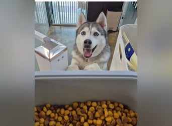 Unsere Herzenshündin sucht ein neues Zuhause
