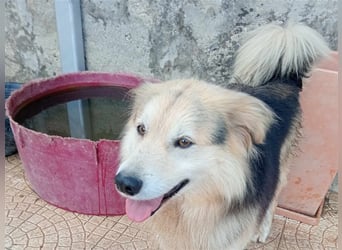 RAFA sucht liebevolles Daheim