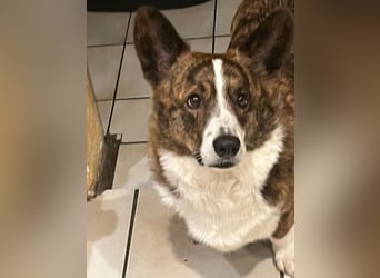 Corgi-Rüde