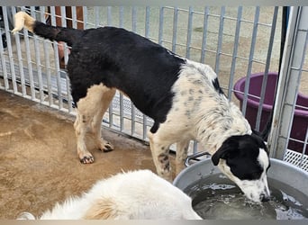 Milla - Gute-Laune-Hund wartet auf Sie