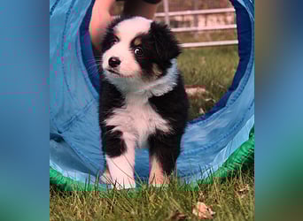 Mini American Shepherd / Mini Aussie