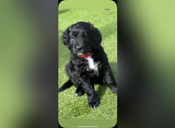 Labradoodle
