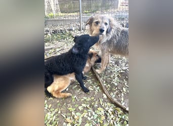 Freundlicher PANCHO ist ein liebevoller und allseits beliebter Traumhund