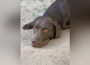 Labrador