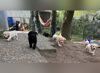 Labrador Retriever Welpen, reinrassig, Ahnenpass uvm., schwarz und gelb