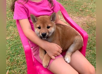 Shiba Inu beautiful puppies