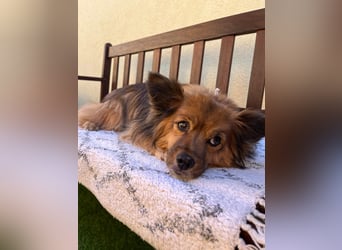 Buddy SR - sanfter Senior sucht liebevolles Gnadenplätzchen