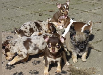 Liebe Chihushuawelpen in Kurz- und Langhaar