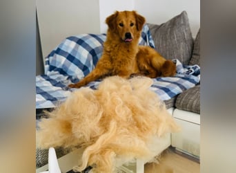 Buffy braucht ein fröhliches Zuhause
