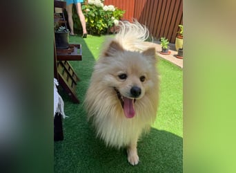 Barney2 SR – kleiner Charmeur sucht beständiges Zuhause