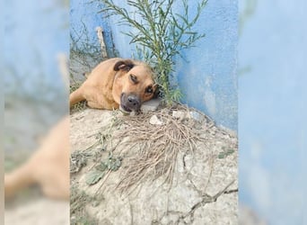 Daisy, familienfreundliche Traumhündin