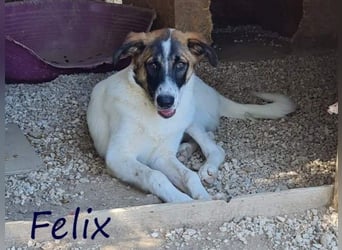 Felix geb. 02/2022 (GRC) - geselliger, verschmuster und freundlicher, junger Rüde!