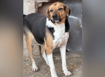 ⭐️SAMMY⭐️, Rüde, 3 Jahre, 49 cm, Mischling, Tierschutz