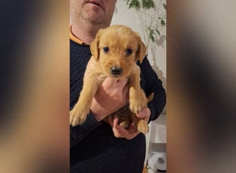 Golden Retriever Welpen