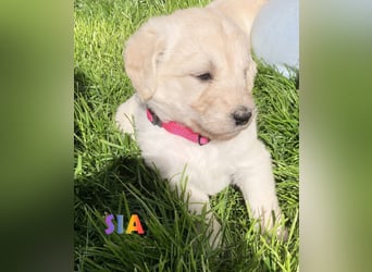 Goldendoodle & Labradoodle Labrador+Golden+Retriever+Pudel Welpen