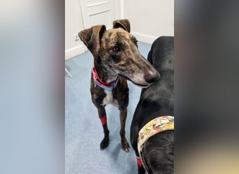 Roncel – freundlicher Galgo-Bub mit Köpfchen und Charme!