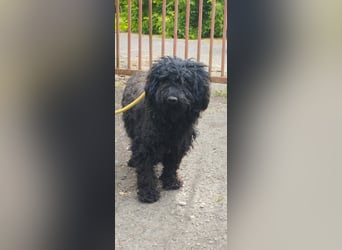 Xena, Puli-Mix, Hündin, geb. ca. 2023, ca. 45 cm