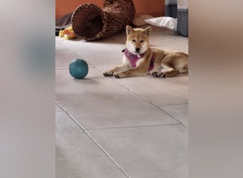 Shiba inu Welpen.   vom Haus Joe   ,Liebhaberzucht