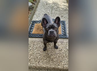 Schmusehund sucht neues liebevolles Zuhause