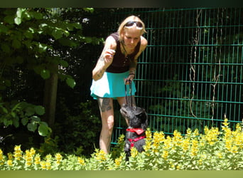 Feliciti - fröhlicher Familienhund - Tierhilfe Franken e.V.