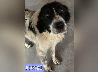 Joschi, Rüde, *ca.24.05.2020, ca. mittelgroß, vertraut nur schwer, schüchtern, freundlich, neugieri