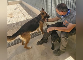 Gina: Traumhund für alle Schäferhundfreunde